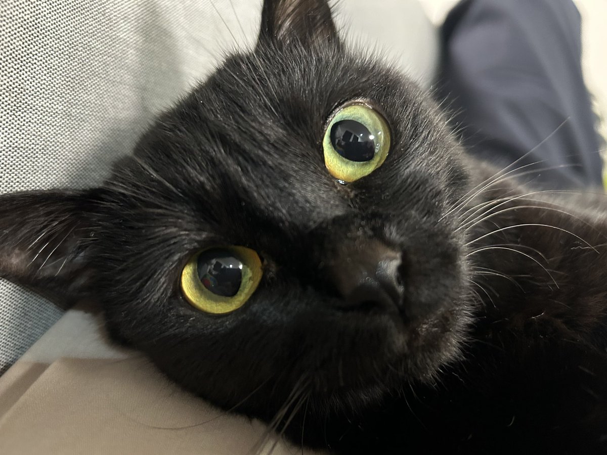 PHz_cat tweet picture
