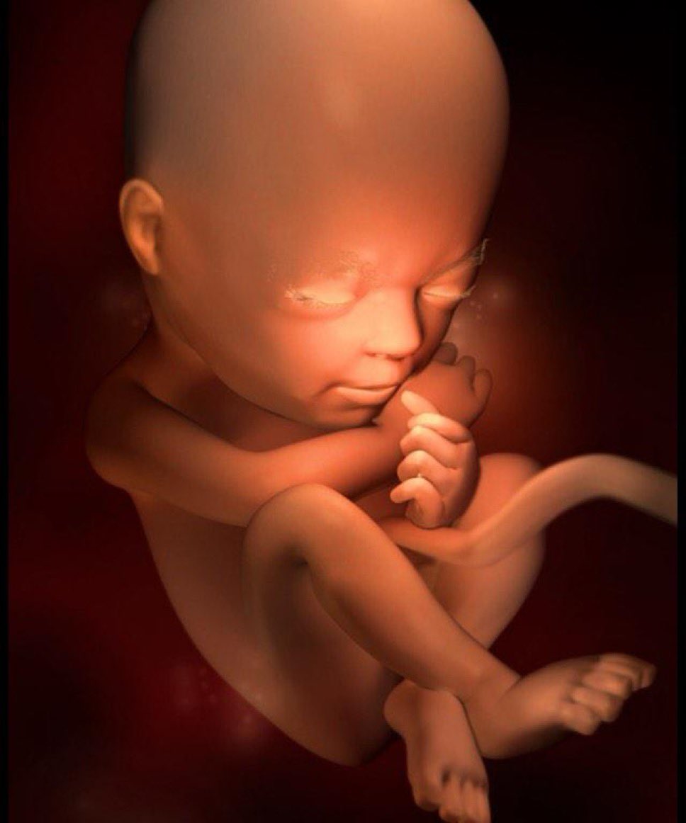 Tras 23 semanas, el nasciturus ha desarrollado sus órganos y comienzan a funcionar #SiAlaVida