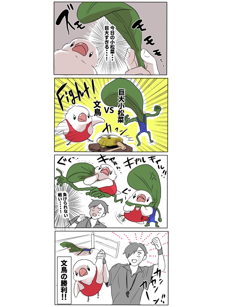 文鳥vs巨大小松菜
#文鳥 