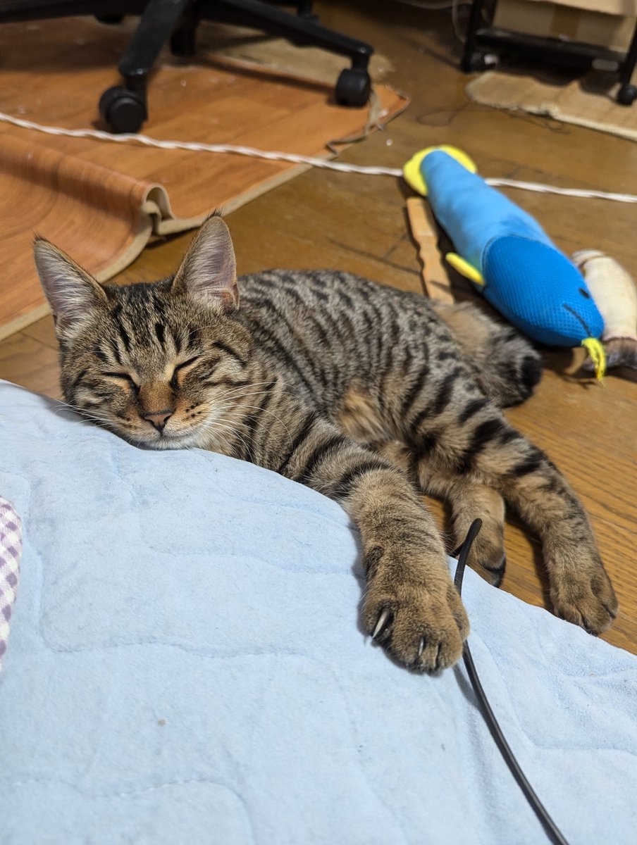 bossinunora's tweet photo. 家の猫3匹の紹介。全員元野良です
🐱モン🐱
体重7キロ近いおデブちゃん。テトラと仲良し
🐱ニャア🐱
テトラの母親。かなりドライな性格
🐱テトラ🐱
ニャアの一人息子。やんちゃ盛り
#猫 #キジトラ #保護猫 #猫好きさんと繋がりたい #猫のいる暮らし https://t.co/nYSYrJTKb5