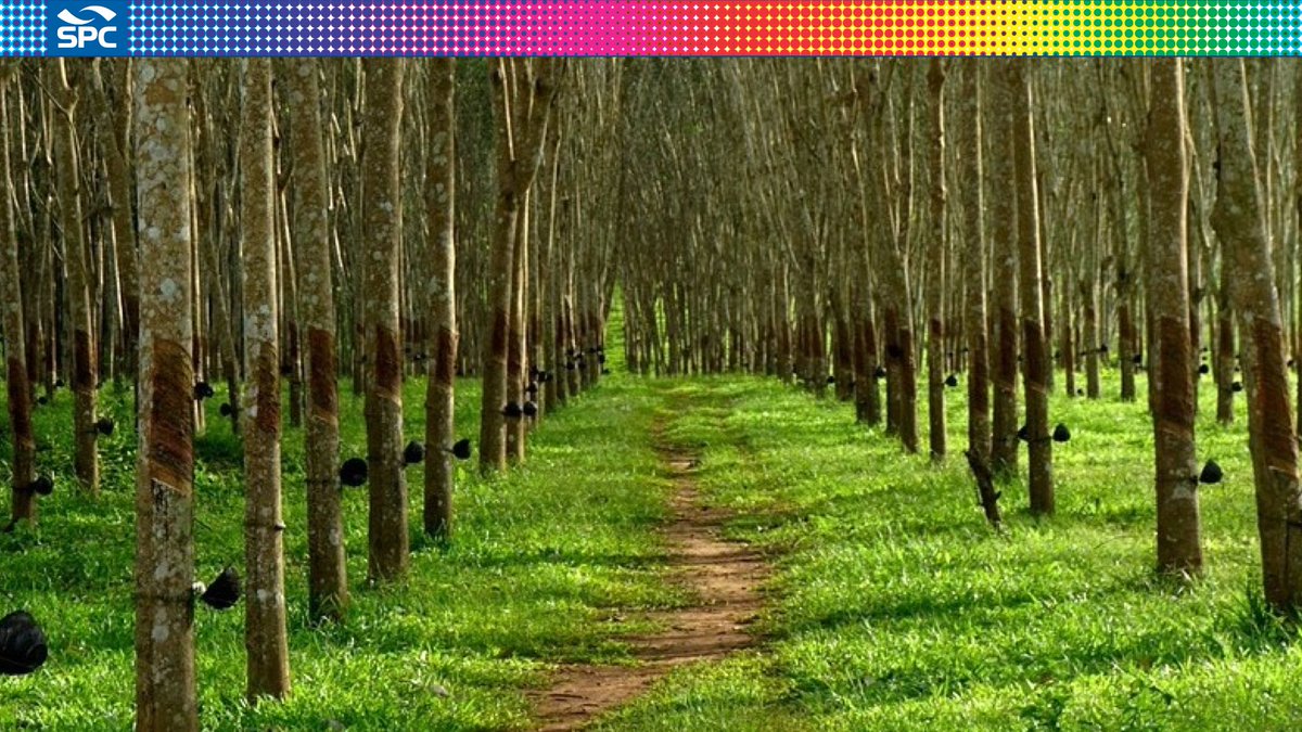 SPC_Rubber's tweet image. #RubberFact Up to 30 million people are fully or partially dependent on rubber cultivation for their basic source of livelihood. This is often represented in the form of small-hold and micro farming.
#rubberproduction #naturalrubber #rubberfarming #ETRMA