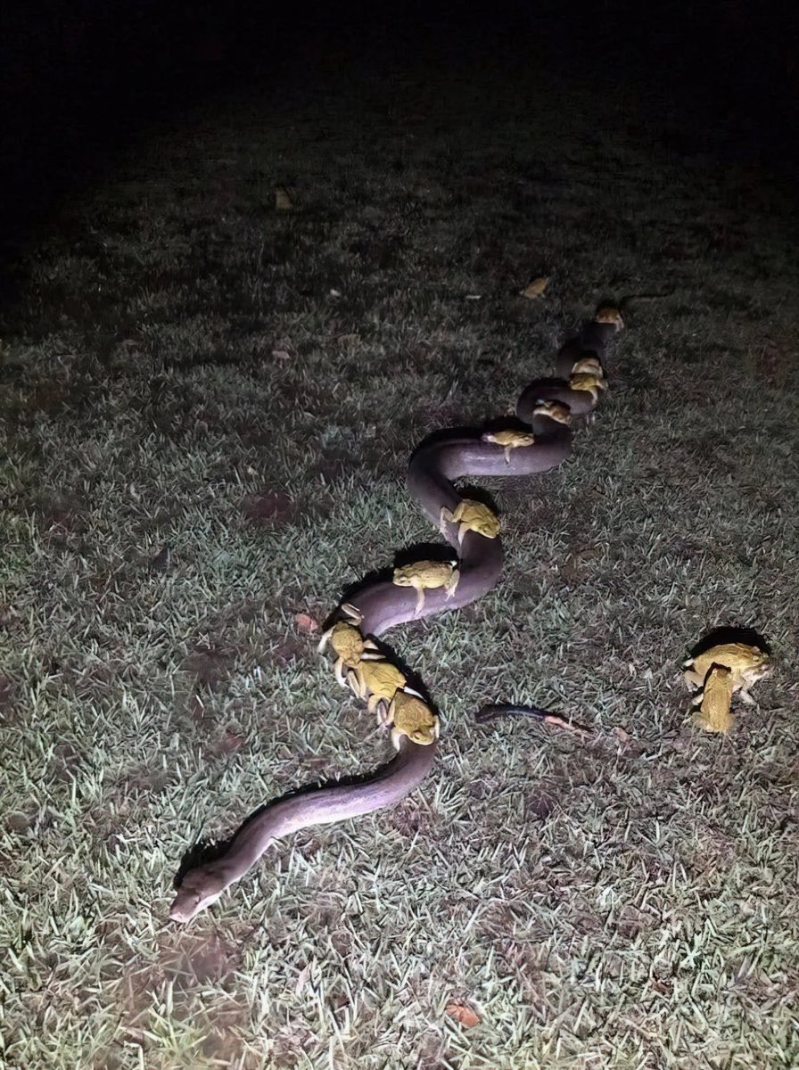 gunsnrosesgirl3's tweet image. Cane toads on a python to escape rising flood waters in Australia
📹 Paul Mock