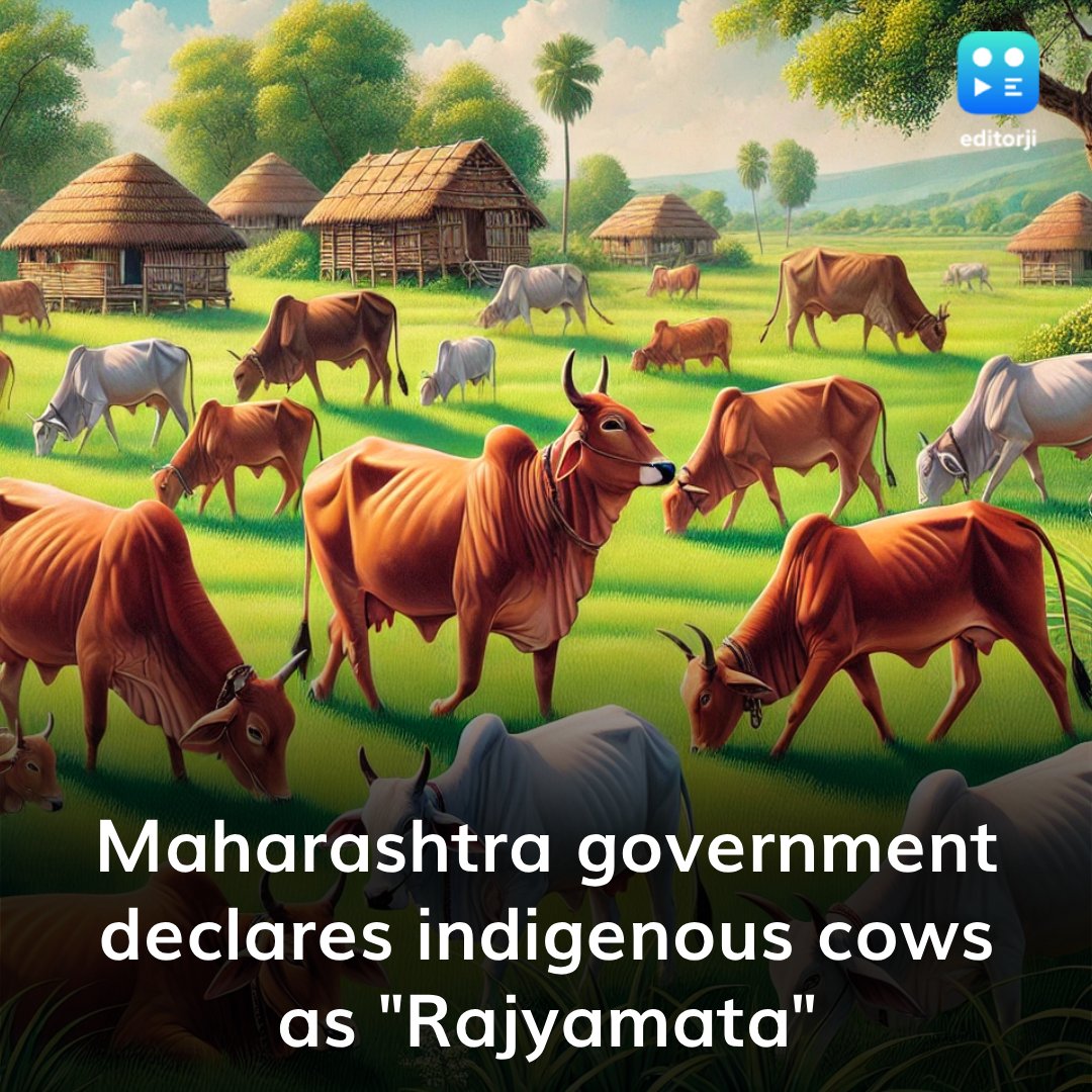 editorji's tweet photo. #Maharashtra deputy CM @Dev_Fadnavis says, "Indigenous cows are a boon for our farmers. So, we have decided to grant this ('Rajya Mata') status to them. We have also decided to extend help for the rearing of indigenous cows at Goshalas."
#Maharashtra #IndigenousCows https://t.co/7bibmIhNU9