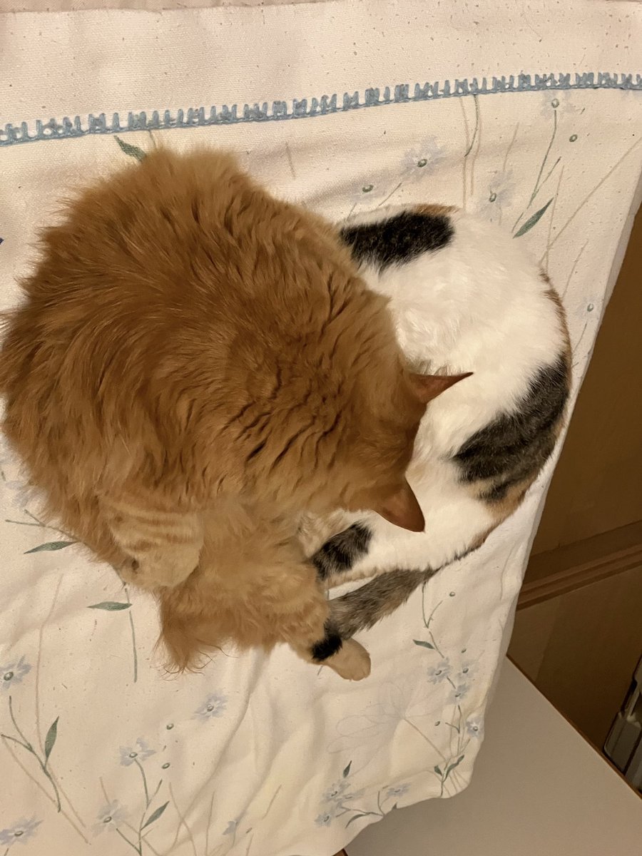libblerabble555's tweet photo. 二人は仲良し💕
#猫　#2人の世界　#ハート　#はーと　#さくらと寅次郎 https://t.co/NPc6kgm26O