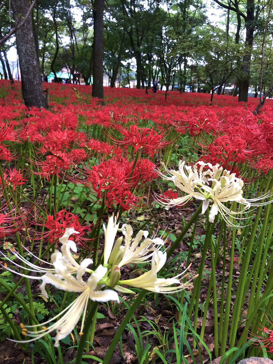 hiro__1__'s tweet photo. 曼珠沙華✨今年も見れた👏 https://t.co/Ao2mCxHKA7