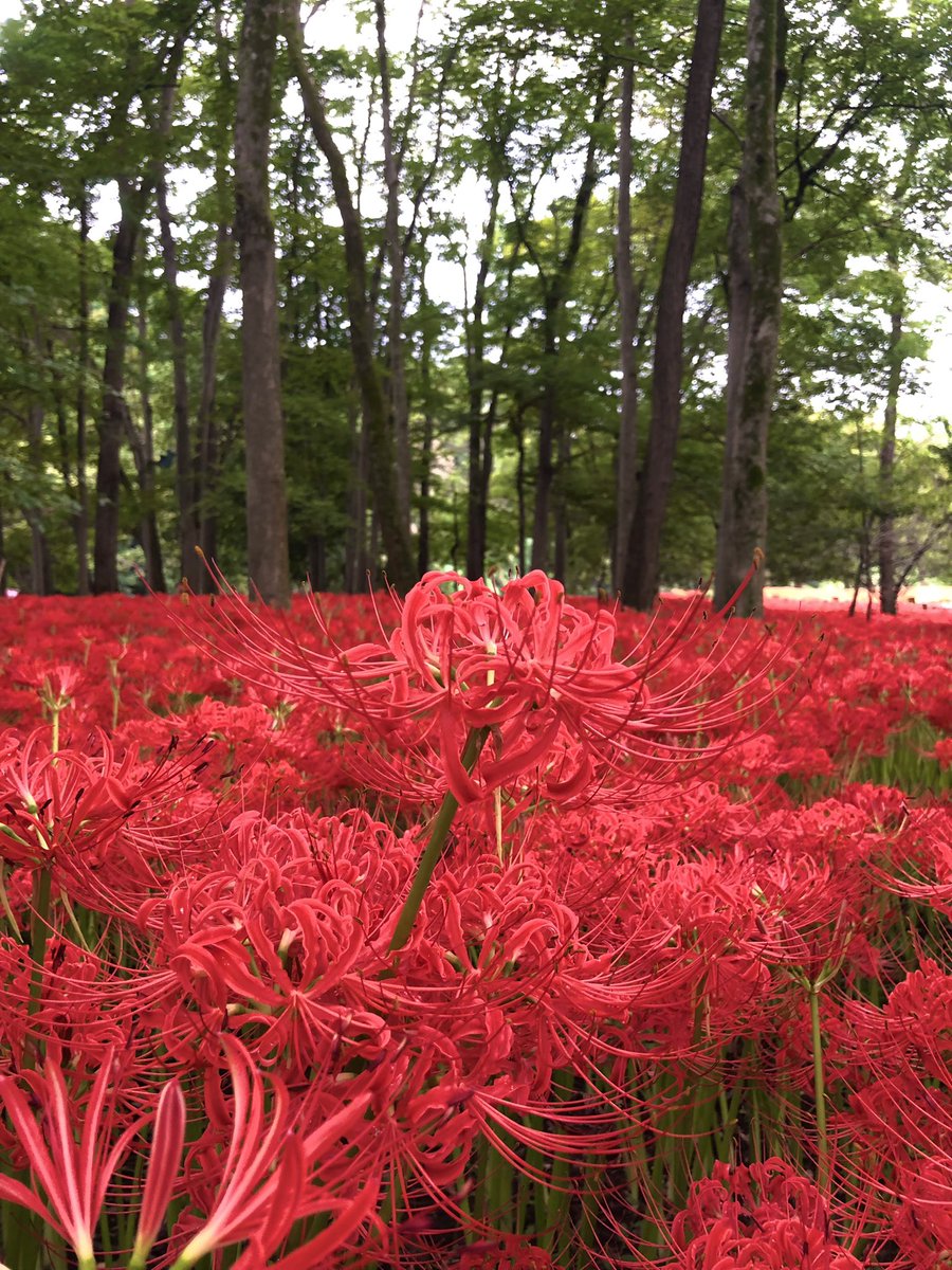 hiro__1__'s tweet photo. 曼珠沙華✨今年も見れた👏 https://t.co/Ao2mCxHKA7