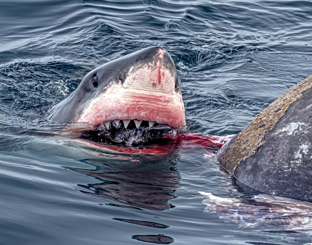 A whale watching trip in California came across a Great White Shark feeding on an Elephant Seal. Said Shark “just doing some self care and taking myself out to eat”.