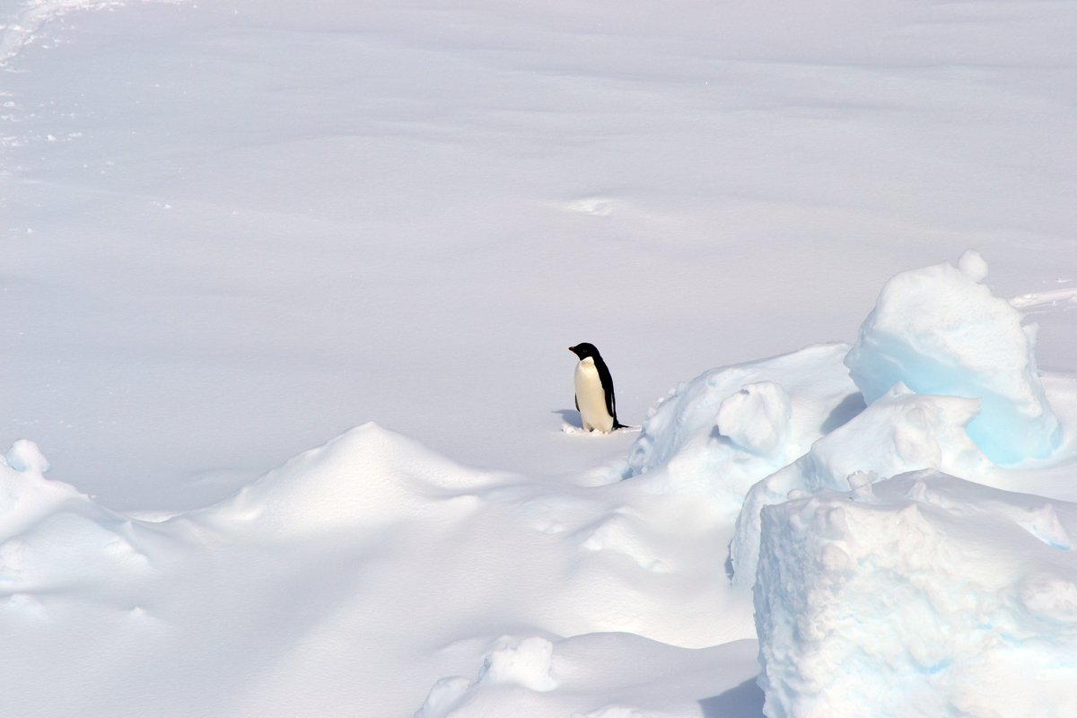 너는 왜 덩그러니 길가에? (펭그러니… 🐧) #아델리펭귄