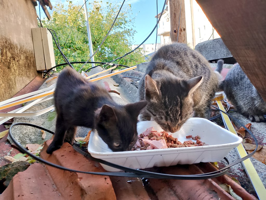 Mala Meee od Biblioteke i malci najviše se obraduju mačjem batleru ponedeljnikom.