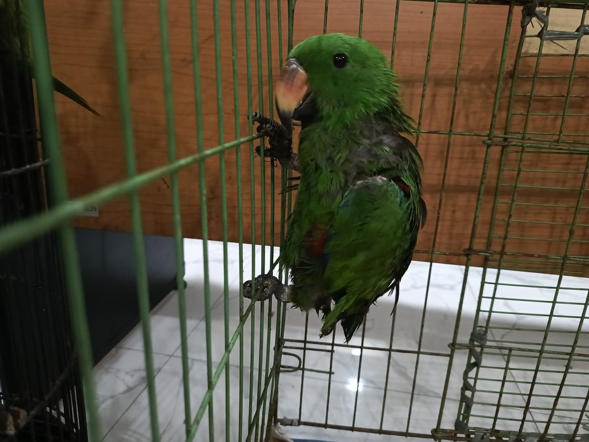 ProtectingBirds's tweet photo. Information gathered by FLIGHT on the illegal wildlife trade led to the seizure of 6 Goldie’s Lorikeets, 1 Moluccan Eclectus, 1 Chattering Lory, 54 eastern blue-tongued lizard and 4 Reticulated Pythons at Tanjung Priok Seaport by Jakarta Quarantine officers on September 26, 2024 https://t.co/P9CkB8az2Q