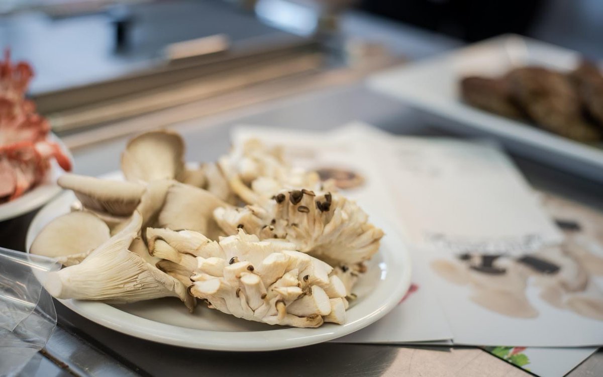 🍄🍄🍄
VOETJES!

Jullie zien geregeld mooie producten en ingrediënten voorbij komen. 

Wisten jullie dat we die mooie producten en ingrediënten maken van  juist de lelijkste stukjes? 

Op de foto zie je het mooie gedeelte van de oesterzwam (links) en het buitenbeentje (rechts).