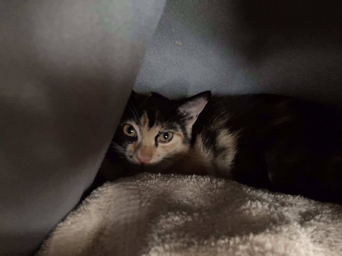 KomakoCafe's tweet photo. 母猫はTNRしたけど子猫4匹面倒見きれないと悩んでおいでだったので、兄弟だと新しいお家にすぐ慣れて仲良く遊ぶから楽だと聞くし、思い切って2匹！と決心したらたいへんなことになりまして。4日後に捕獲されてきた三毛猫ちゃんと超絶仲が悪い！話が違う！画像は虐められて猫ハウスから出て来れない子。 https://t.co/t4VYtOe1Au