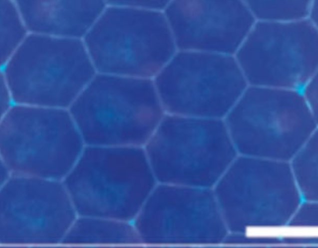 Montenegro Lab (@montenegrolabo) on Twitter photo Together with <a href="/AdrSanFer/">Adrian Sanchez-Fernandez</a> and <a href="/InsuaNacho/">Nacho Insua</a> we contribute to the collection of Coacervation in Systems Chemistry from <a href="/CommsChem/">Communications Chemistry</a> with our perspective in Supramolecular Fibrillation under confinement 🪩 read it here: rdcu.be/dVwOP Together with <a href="/AdrSanFer/">Adrian Sanchez-Fernandez</a> and <a href="/InsuaNacho/">Nacho Insua</a> we contribute to the collection of Coacervation in Systems Chemistry from <a href="/CommsChem/">Communications Chemistry</a> with our perspective in Supramolecular Fibrillation under confinement 🪩 read it here: rdcu.be/dVwOP