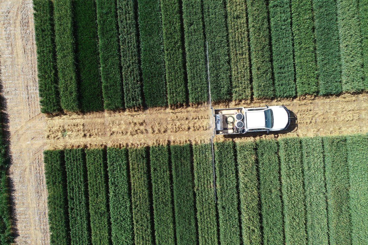 Rob Presser (@researchagro72) on Twitter photo Canowindra wheat & oat NVT getting final fungicide spray. <a href="/GRDC_NVT/">GRDC National Variety Trials (NVT)</a> #NVTProvider Canowindra wheat & oat NVT getting final fungicide spray. <a href="/GRDC_NVT/">GRDC National Variety Trials (NVT)</a> #NVTProvider