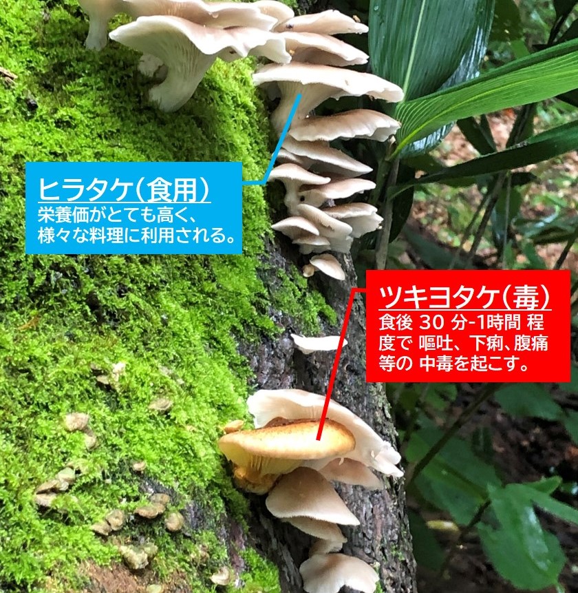 ツキヨタケ 嘔吐 判別 キノコ 下痢に関連した画像-03