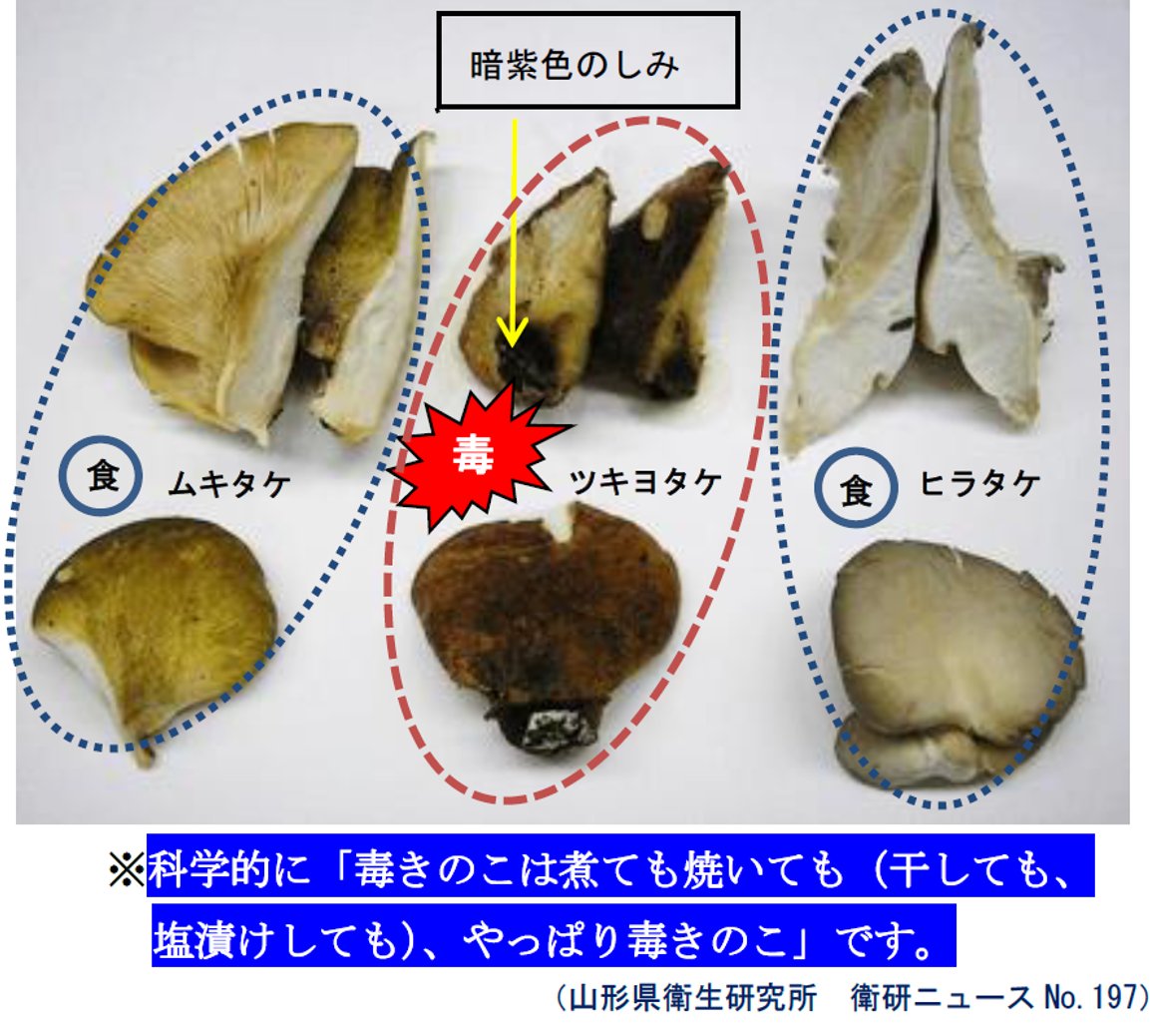 ツキヨタケ 嘔吐 判別 キノコ 下痢に関連した画像-04
