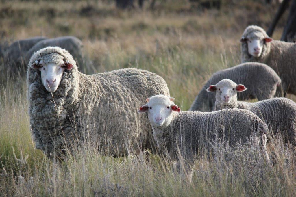 How well does early reproduction performance predict lifetime performance of Merino Lifetime Productivity (MLP) ewes? 🤔

Find out in the latest project newsletter:
📄 merinosuperiorsires.com.au/wp-content/upl…

#MLPProject #Merino #Reproduction