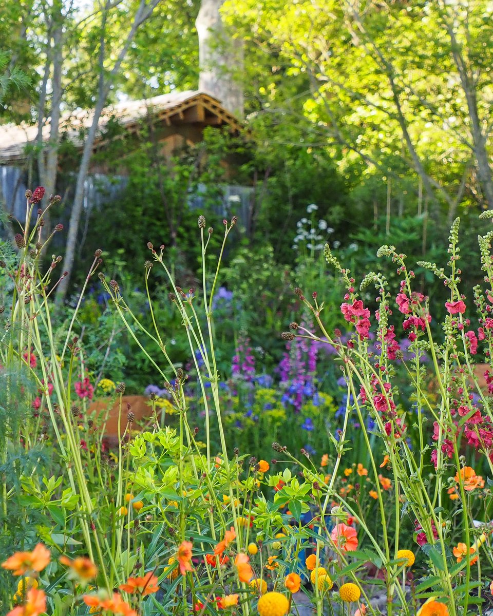 AnnMariePowell's tweet photo. Day 30: We end proudly with our RHS Chelsea Octavia Hill inspired garden which we were thrilled was awarded People's Choice (THANK YOU!) Children's Choice & Silver Gilt. We hope you've enjoyed #Summerscapes - meanwhile here's to gardens that bring joy to all. #RHSChelsea https://t.co/x0xn7xz6DQ