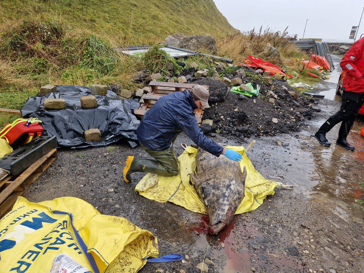 Rob Deaville (@strandings_man) on Twitter photo Long day in the rain last week- carried out #CSIOfTheSea exams on four adult grey seals in Scarborough with my CSIP colleague <a href="/Perkins16Matt/">Matt Perkins</a>. Numerous adult greys reported in North Yorks over the last week or two, not clear yet whether any common factors- more work to follow! Long day in the rain last week- carried out #CSIOfTheSea exams on four adult grey seals in Scarborough with my CSIP colleague <a href="/Perkins16Matt/">Matt Perkins</a>. Numerous adult greys reported in North Yorks over the last week or two, not clear yet whether any common factors- more work to follow!