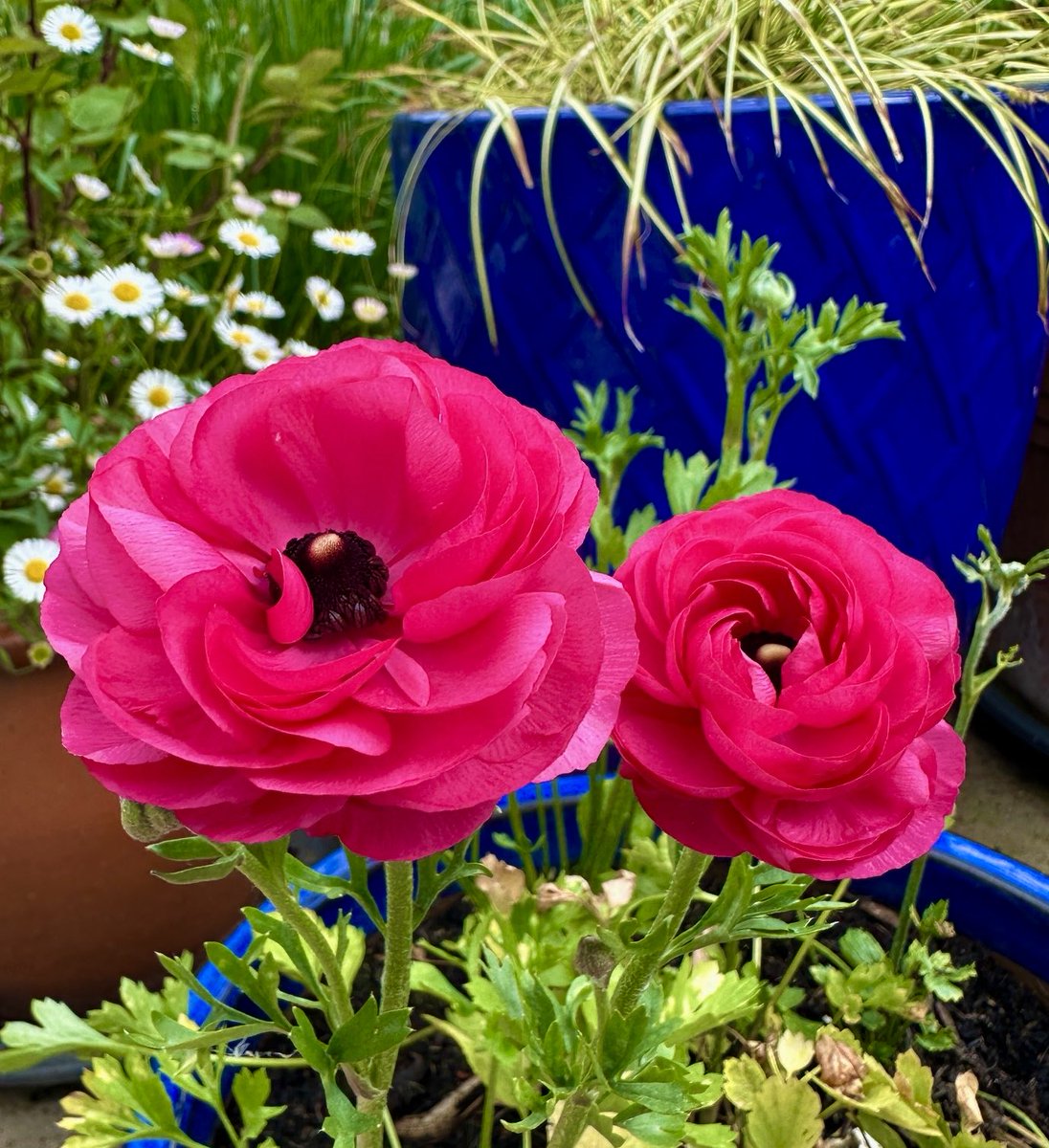 PotteringPolly's tweet photo. What a morning 💦💦💦💦☔️
Time to be soaking (just pop them outside lol) & planting early ranunculus for a display next spring 🌿💕🌿💕🌿 #DreamingOfSpring, already! 🙃
#MagentaMonday #flowers https://t.co/HZ4m7FOmWb