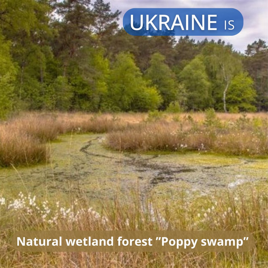 🇺🇦In the northwestern part of Ukraine, there is the largest array of natural swampy forests called the Poppy Swamp. The trees here are up to 160 years old, and these forests are of high environmental and scientific value.
#Ukraine #PoppySwamp