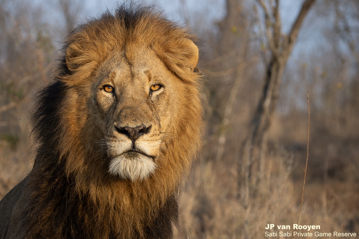 SabiSabiReserve's tweet photo. We tracked the Msuthlu Pride &amp; a Gijima male resting in a drainage line. Some lions returned from a nearby waterhole &amp; with rising temperatures, they’ll spend the day resting before getting active at sunset. All 15 members are alive and well, and we hope they all reach adulthood. https://t.co/gGTZVkGVUK