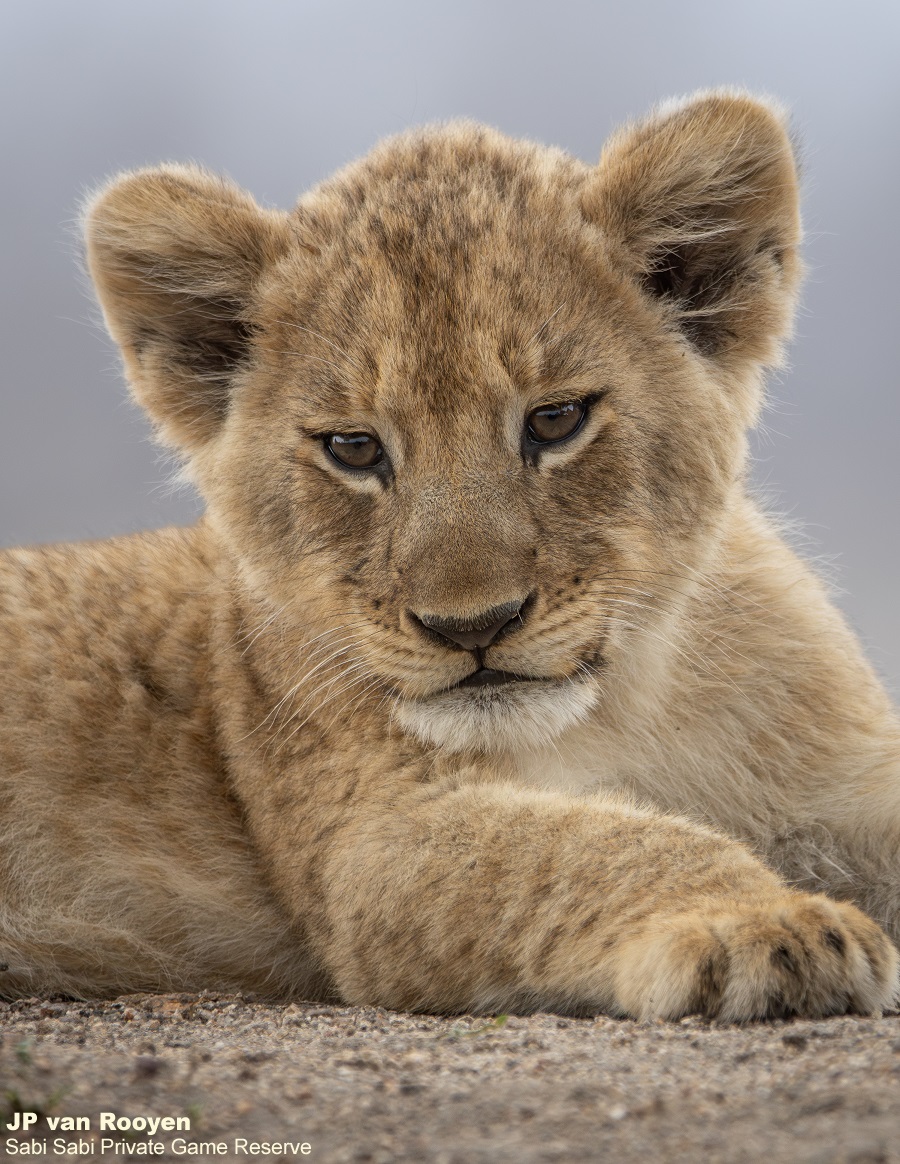 SabiSabiReserve's tweet photo. We tracked the Msuthlu Pride &amp; a Gijima male resting in a drainage line. Some lions returned from a nearby waterhole &amp; with rising temperatures, they’ll spend the day resting before getting active at sunset. All 15 members are alive and well, and we hope they all reach adulthood. https://t.co/gGTZVkGVUK