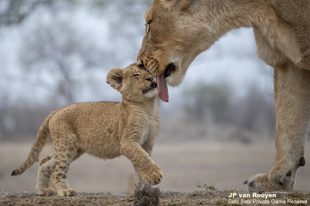 SabiSabiReserve's tweet photo. We tracked the Msuthlu Pride &amp; a Gijima male resting in a drainage line. Some lions returned from a nearby waterhole &amp; with rising temperatures, they’ll spend the day resting before getting active at sunset. All 15 members are alive and well, and we hope they all reach adulthood. https://t.co/gGTZVkGVUK