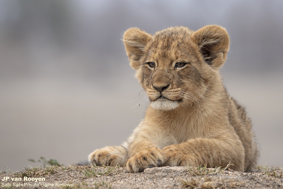 SabiSabiReserve's tweet photo. We tracked the Msuthlu Pride &amp; a Gijima male resting in a drainage line. Some lions returned from a nearby waterhole &amp; with rising temperatures, they’ll spend the day resting before getting active at sunset. All 15 members are alive and well, and we hope they all reach adulthood. https://t.co/gGTZVkGVUK