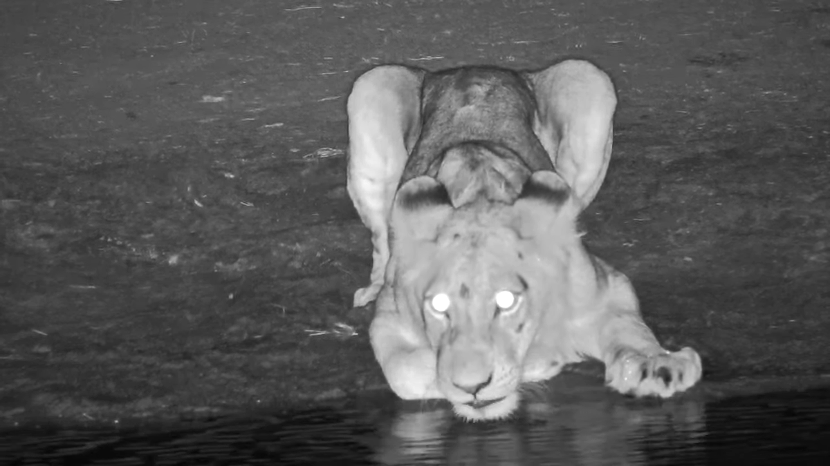 Tonpa01's tweet photo. Wonder who these guys were at Nkorho last night, looked like two lionesses and two young males, one with one eye #Africam #Nkorho #Wildearth https://t.co/VTCiW9ynDD