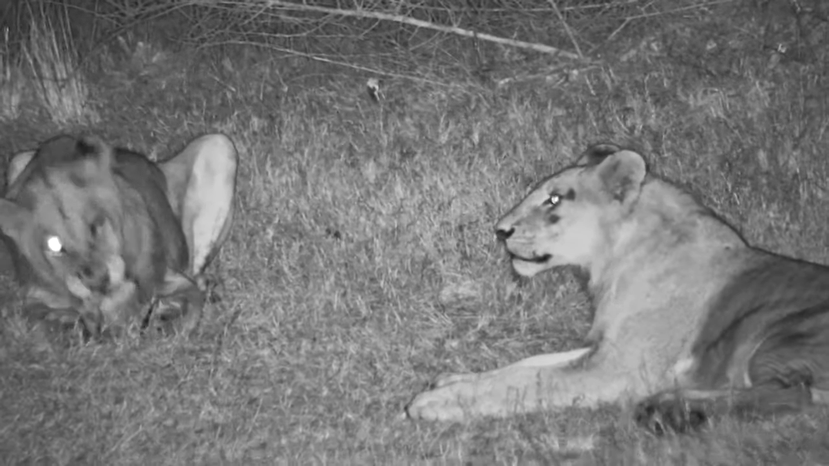 Tonpa01's tweet photo. Wonder who these guys were at Nkorho last night, looked like two lionesses and two young males, one with one eye #Africam #Nkorho #Wildearth https://t.co/VTCiW9ynDD