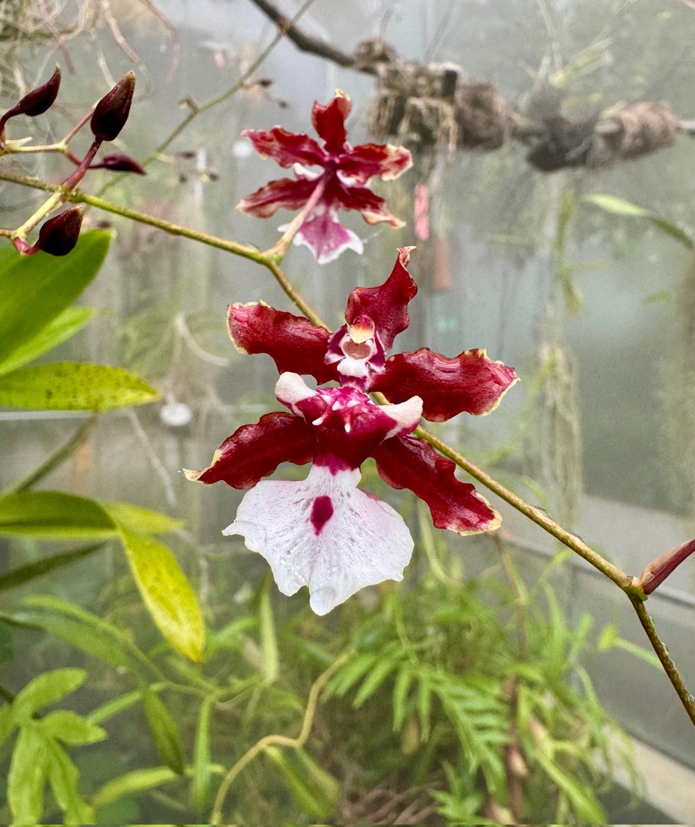 RJBOTANICO's tweet photo. La orquídea Oncidium 'Sharry Baby' tiene un inconfundible aroma a chocolate afrutado. Florece en ramilletes que pueden durar semanas. Encuéntrala en el invernadero tropical.
📷: G. Torres https://t.co/5ZUQLXfw5D