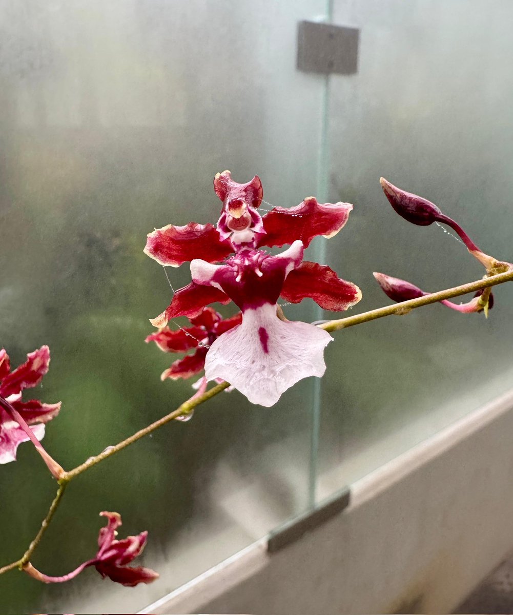 RJBOTANICO's tweet photo. La orquídea Oncidium 'Sharry Baby' tiene un inconfundible aroma a chocolate afrutado. Florece en ramilletes que pueden durar semanas. Encuéntrala en el invernadero tropical.
📷: G. Torres https://t.co/5ZUQLXfw5D