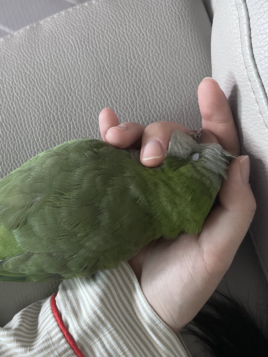 날이 추워지니 더 복실해지는 초록군
쌀쌀해지니 내 손을 더 찾는 것도 사랑스러우߹𖥦߹