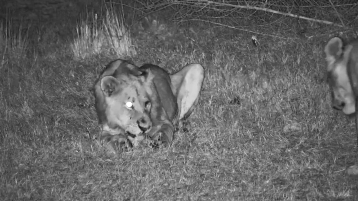 Tonpa01's tweet photo. Wonder who these guys were at Nkorho last night, looked like two lionesses and two young males, one with one eye #Africam #Nkorho #Wildearth https://t.co/VTCiW9ynDD