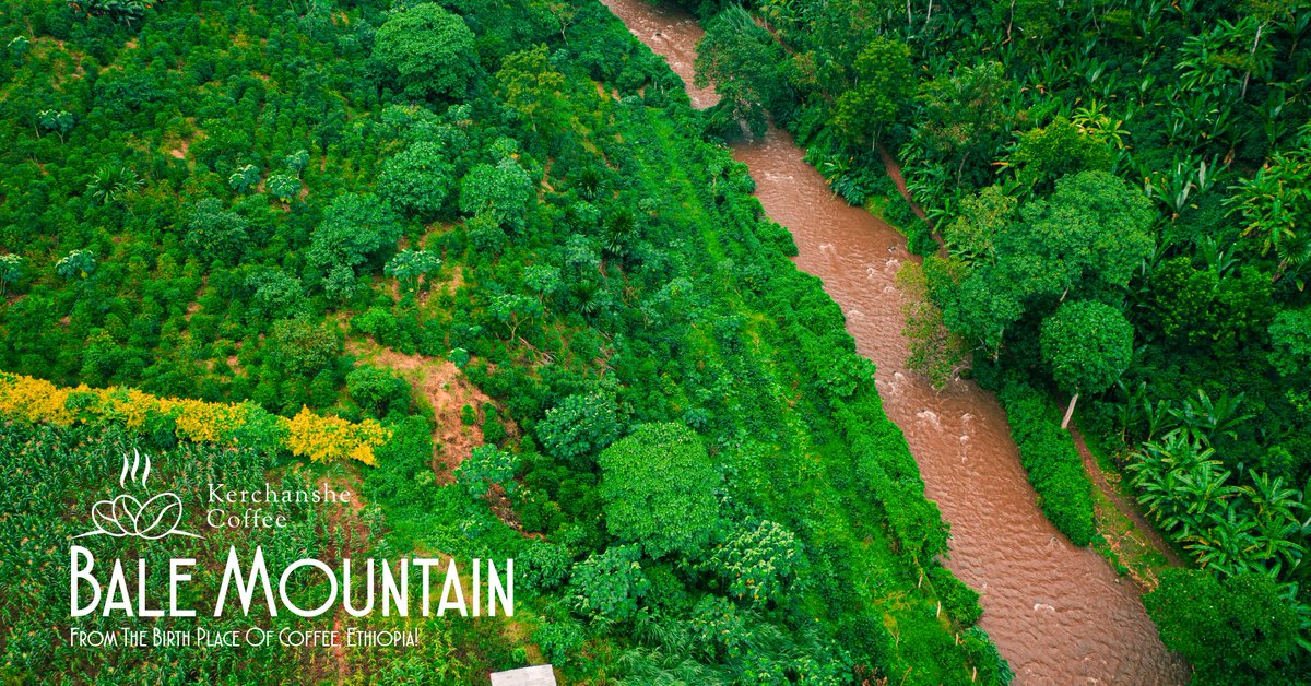 kerchanshe's tweet photo. Our dedicated farmers are hard at work, ensuring that every coffee bean is grown with care and passion.☕️🌍

#KerchansheCoffee #BaleMountain #CoffeeFarmers #SustainableCoffee #HappyMonday #CoffeeJourney #FromFarmToCup https://t.co/jonpKMroOR