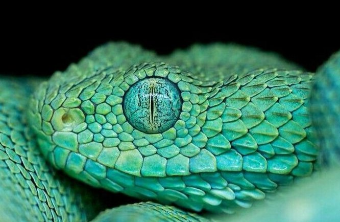 An African bush viper! 🤪👁️🐍