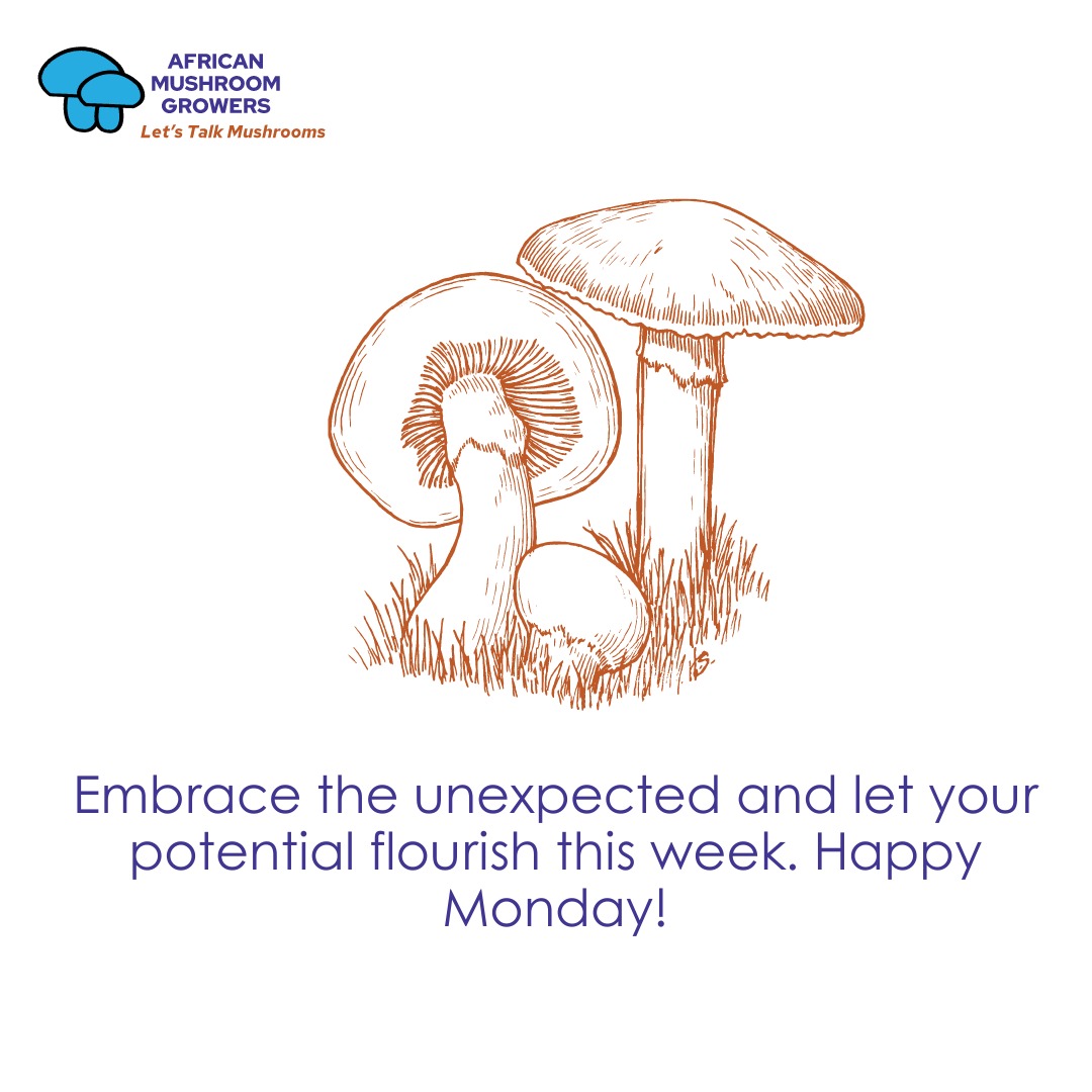 AfricanMGrowers's tweet photo. Grow spontaneously like a mushroom! 🍄✨ Embrace the unexpected and let your potential flourish this week. Happy Monday! #LetsTalkMushroom #MondayMood https://t.co/lyMKGUvdOw