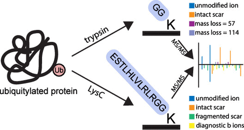 PastelBio's tweet photo. Mass Spectral Feature Analysis of Ubiquitylated Peptides Provides Insights into Probing the Dark Ubiquitylome https://t.co/SZu7RxlQwE

---
#proteomics #prot-paper https://t.co/KgWzg1DcxN