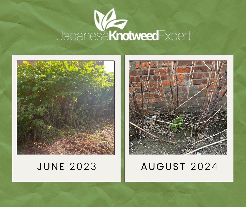 JKExpert's tweet photo. Following a year of herbicidal treatment this Japanese Knotweed in Crewe is beginning to die back. If you need help remediating an invasive weed contact us today on 01782 479 444 📞

https://t.co/dPNf7cvbVV https://t.co/bwmGVR7cHM