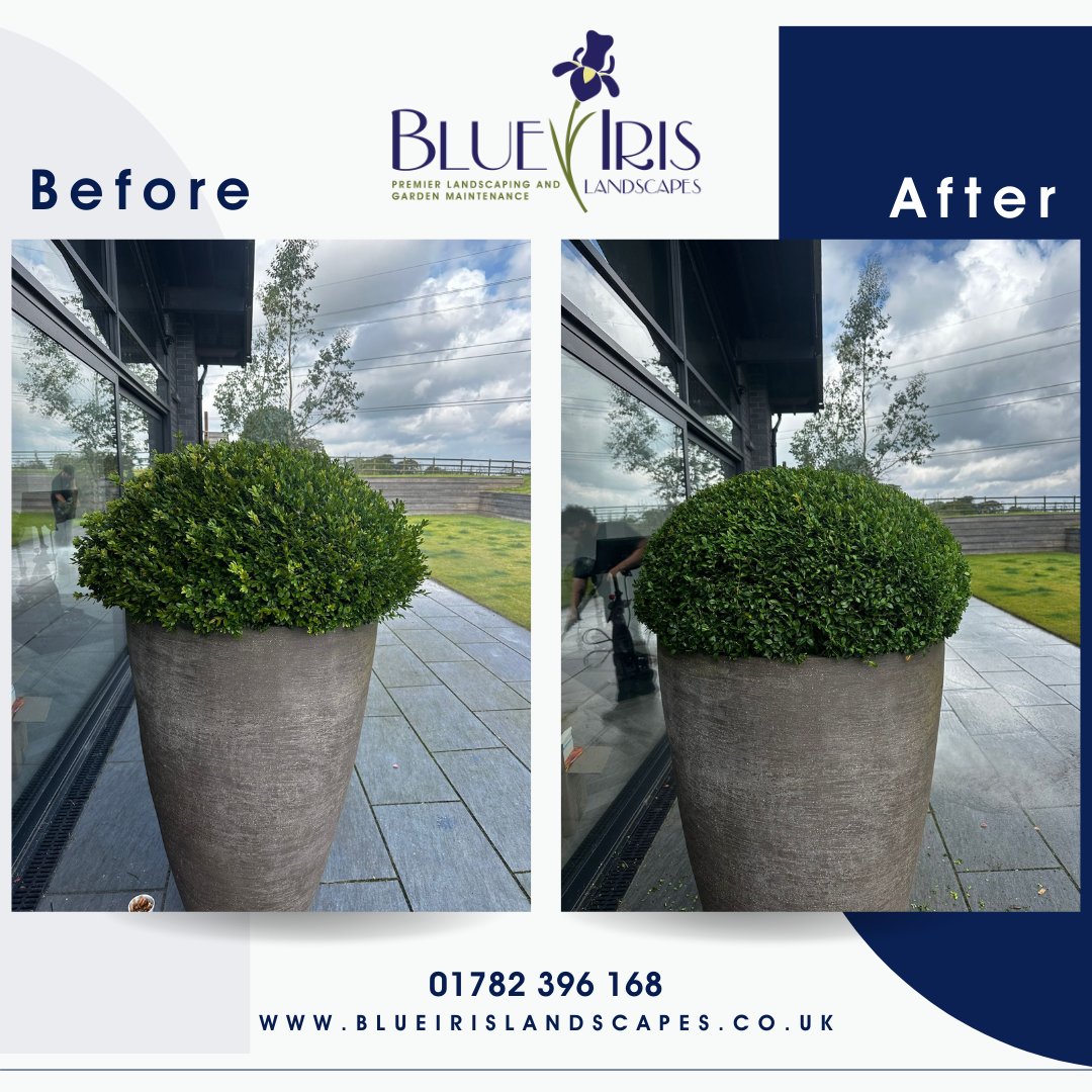 Tips for Trimming Box Hedges:
-Prune during the growing season (April-Sept).
-Use a sharp tool to prevent brown edges.
-Do rough work with hedge-trimmers, then use shears for precision trimming.
-Cut back young plants in May to encourage new growth.
blueirislandscapes.co.uk/hedge-cutting-…