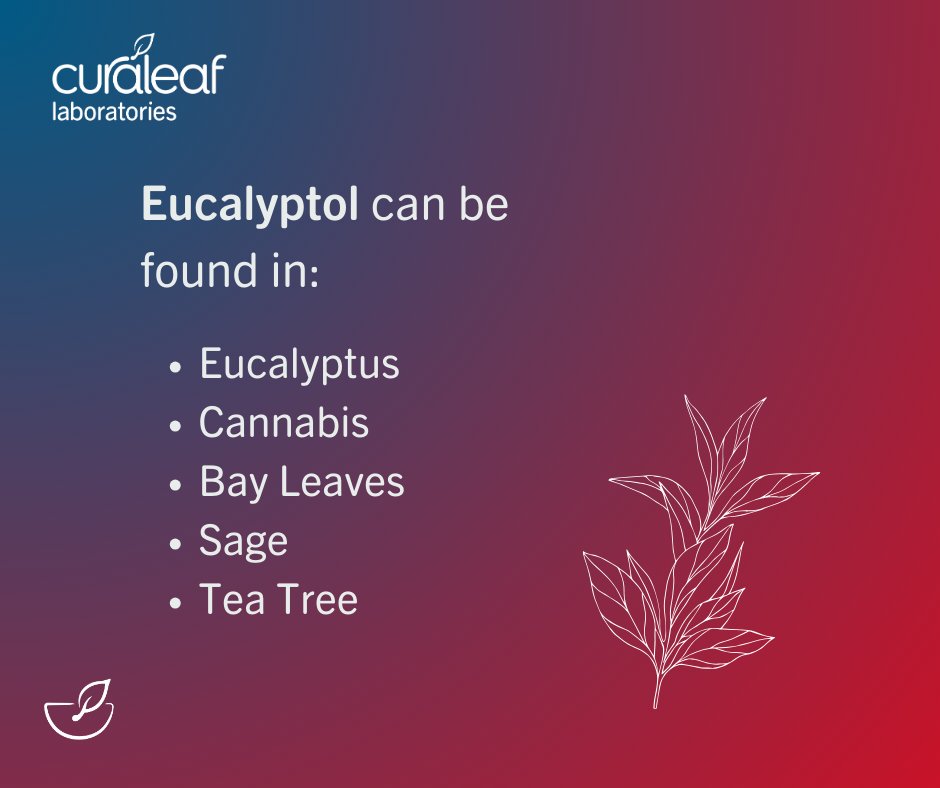 Curaleaf_Labs's tweet photo. This week we're celebrating Eucalyptol. This terpene is often less dominant in medical cannabis today, but you've definitely come across its very popular aroma in an over the counter medicine! https://t.co/yK5fstB0sH