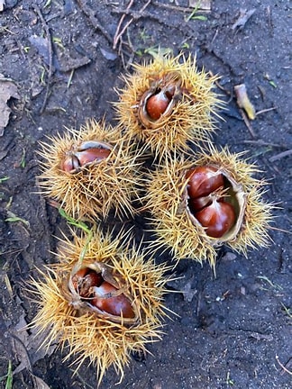 TreeHouseLearn's tweet image. Tree House Learning October 2024 Newsletter 🍁🍂 - mailchi.mp/5ceb5629f538/t…