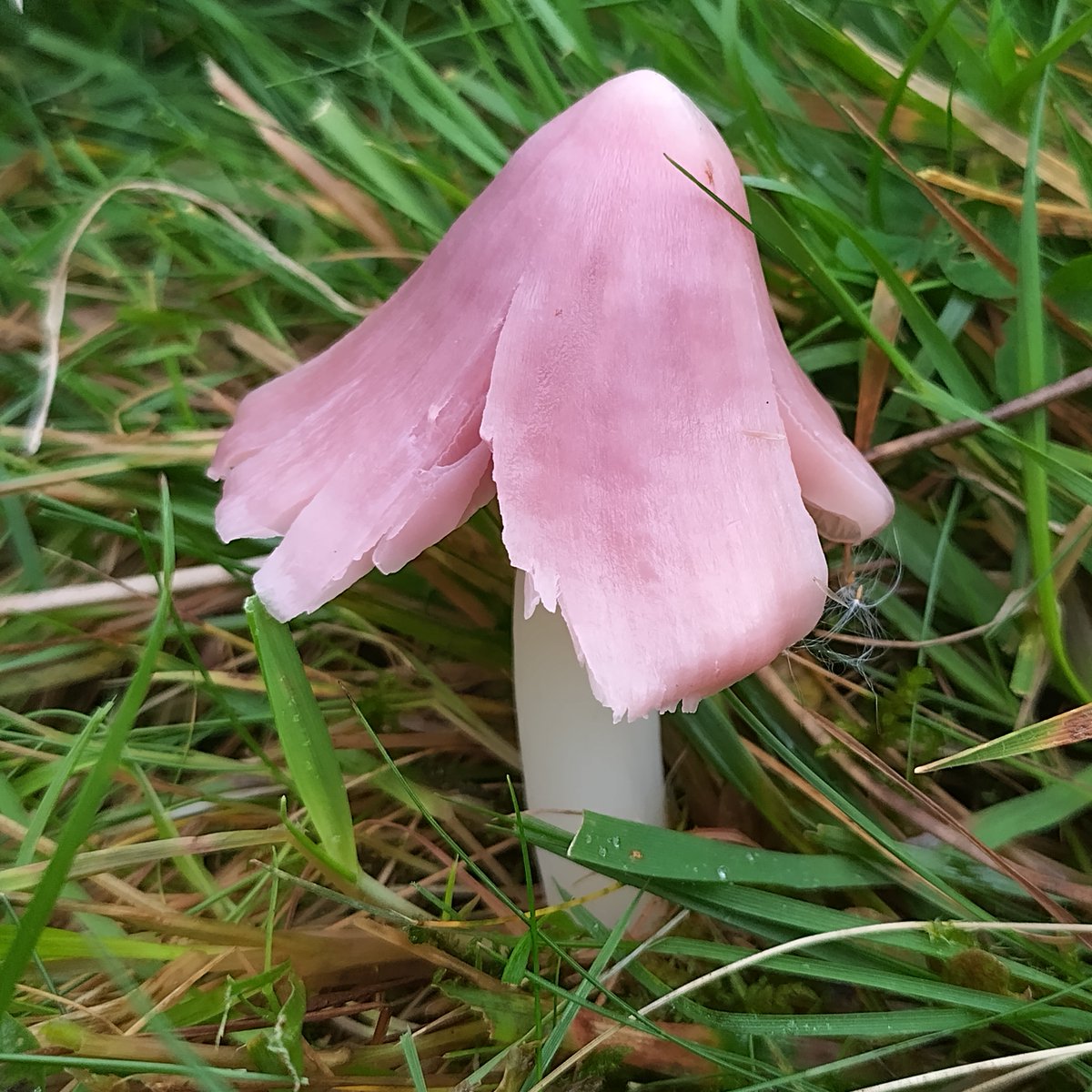 A pair of elegant pink ballerinas - Porpolomopsis calyptriformis. The Ballerina Waxcap is on the The International Union for Conservation of Nature’s Red List. A decreasing species, listed as vulnerable. Favouring sheep-grazed unimproved acid or neutral grassland #MushroomMonday