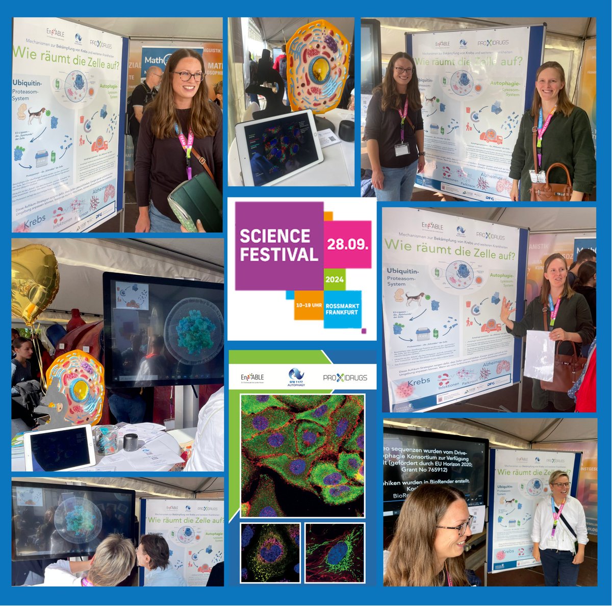sfb1177's tweet image. The first #ScienceFestivalFrankfurt was a hit for all ages🔬🚀🥳 We explored how cells tidy up, showed 3D models & fluorescent images, had brilliant questions & discussions regarding "sniffer dog" E3-ligases and "trash truck" autophagolysosomes. @goetheuni @dfg_public