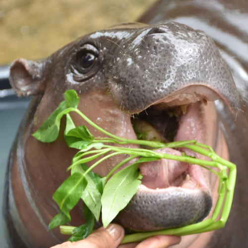 ataberk's tweet photo. New player in PvE narrative, confirmed by zoo officials

$MOODUANG, cousin of MooDeng

8p2HuMsiiDA82gACB1bwA45QSURpU8JxzdFbTwXkpump https://t.co/2RjHZ1Bp7i