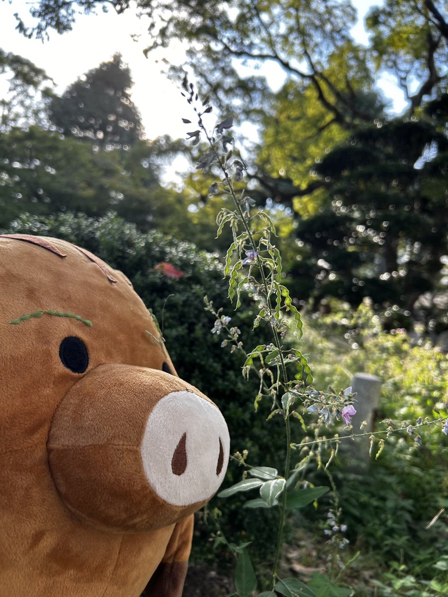 ryosokai's tweet image. 六甲台第1キャンパス内ではアレチノヌスビトハギが咲いていました。ちいさい秋ですね♪
#眉毛はひっつき虫