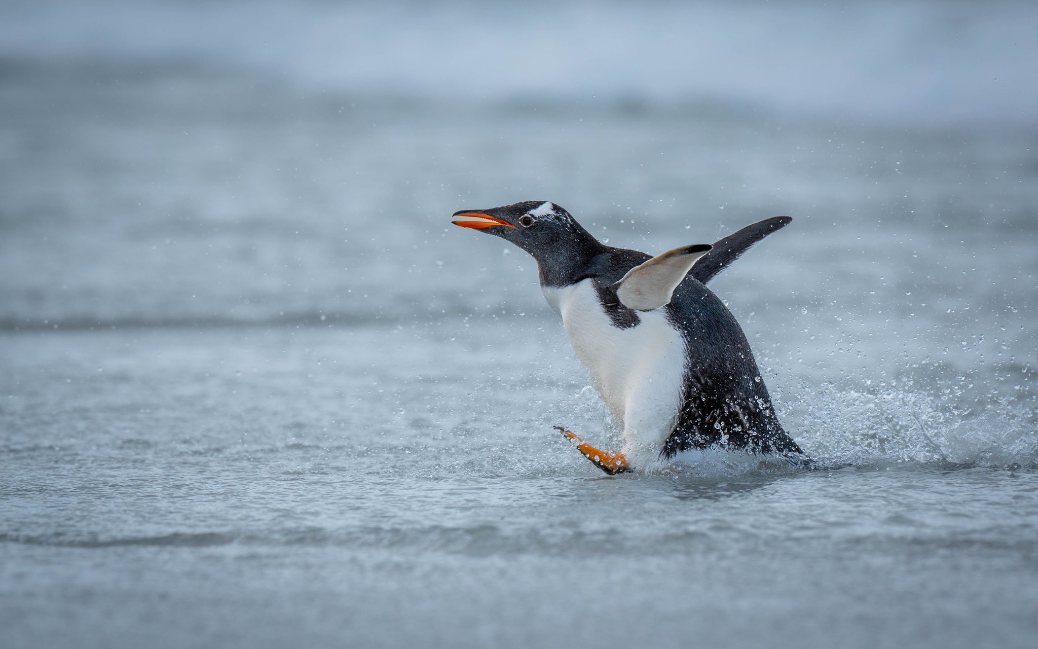 ペンギン歩きページ 29939305-gentoo-penguin-