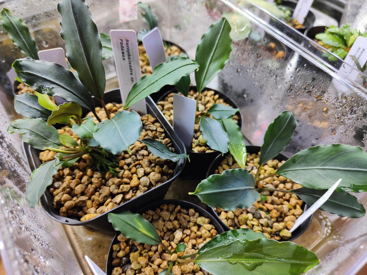 ブセファランドラsp mini Belindae ブセファランドラsp mini Belindae Bucephalandra sp．“ super