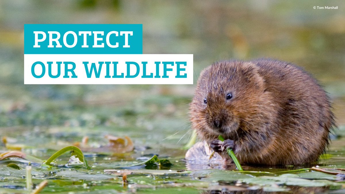 Ofwat is proposing to allow water companies to spend £88bn over next 5 years🪙

But just 2% of this will go on natural solutions like reedbeds &amp; wetlands to clean up our waterways &amp; create new natural spaces🏞️

Water companies must invest more in nature👇

watermagazine.co.uk/2024/09/30/coa…